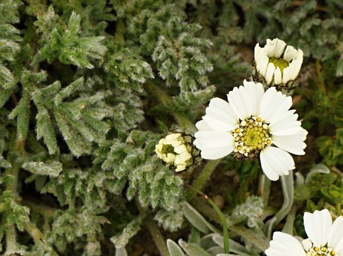 Achillea barrelieri