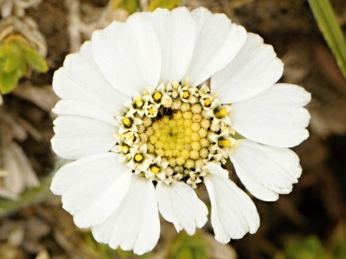 Achillea barrelieri