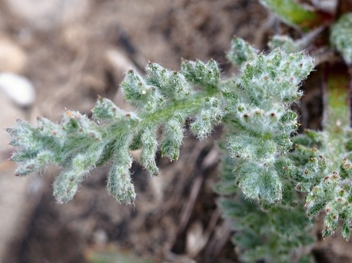 Achillea barrelieri