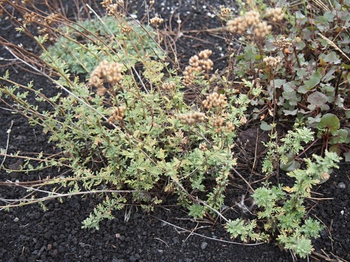 Achillea ligustica