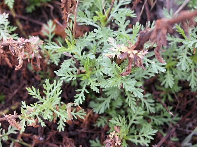 Achillea ligustica