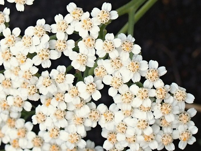 Achillea ligustica