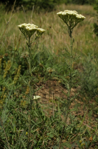 Achillea nobilis