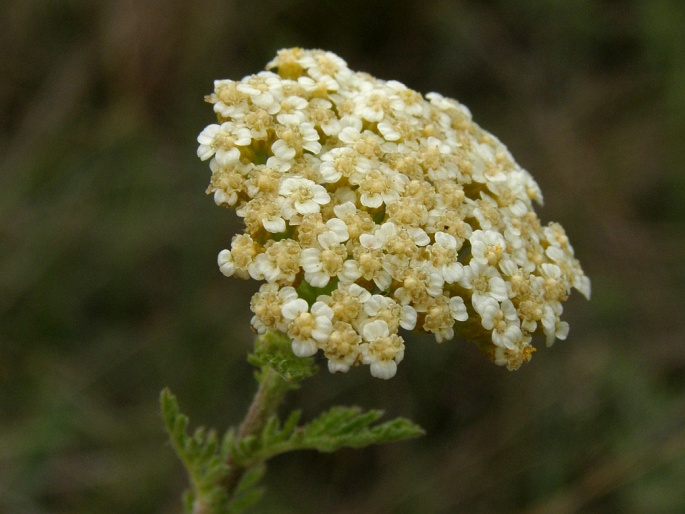 Achillea nobilis