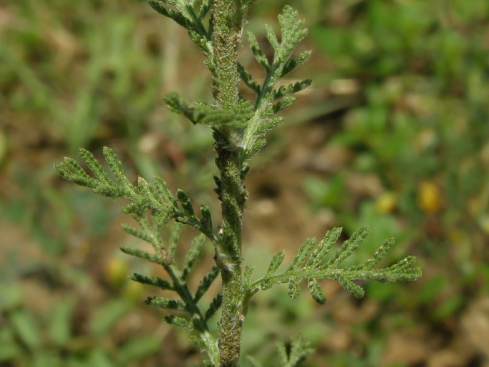 Achillea nobilis