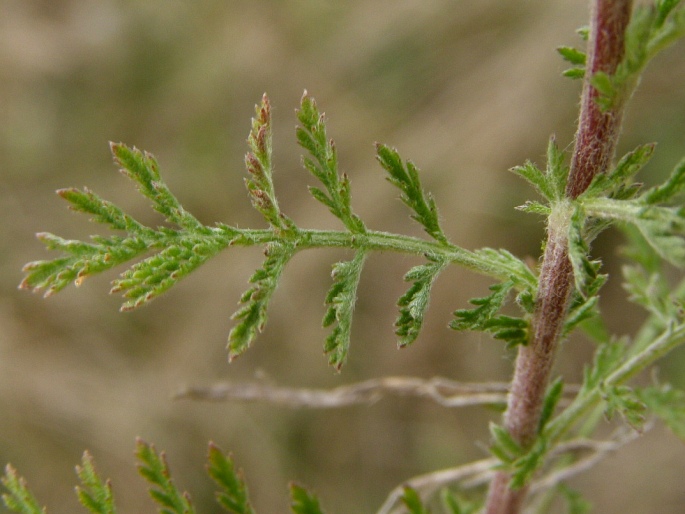 Achillea nobilis