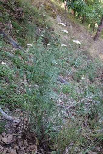 Achillea styriaca