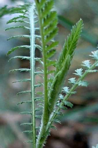 Achillea styriaca