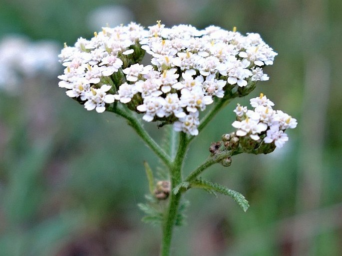 Achillea styriaca