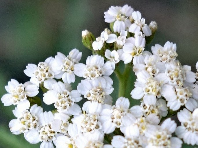 Achillea styriaca