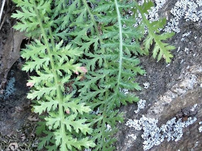 Achillea styriaca