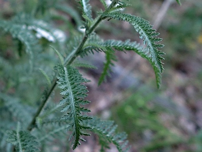 Achillea styriaca