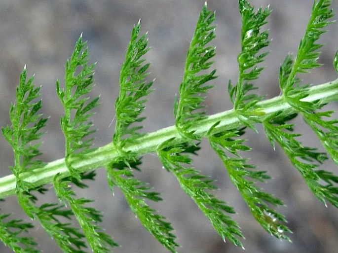 Achillea millefolium