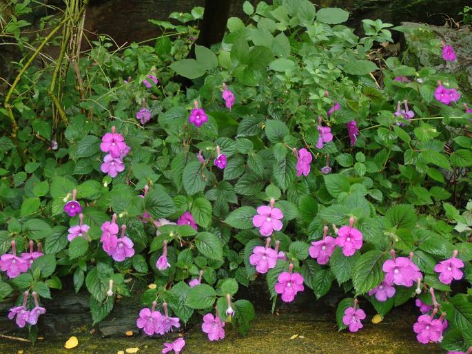 Achimenes grandiflora