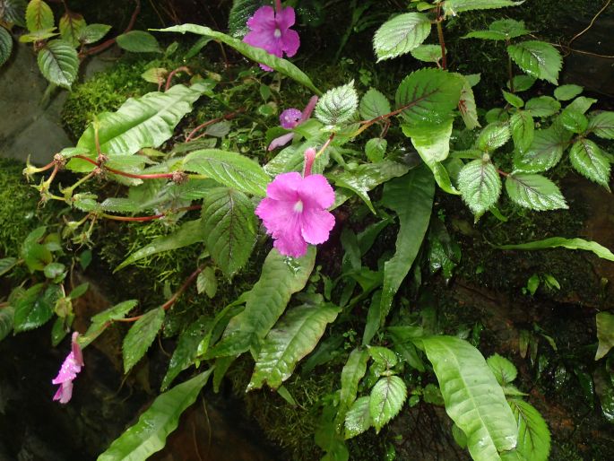 Achimenes grandiflora