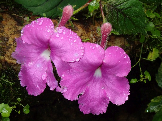 Achimenes grandiflora