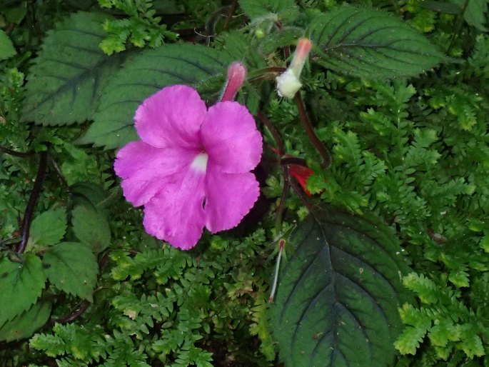 Achimenes grandiflora