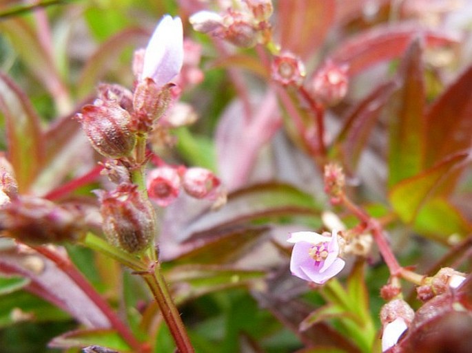 Aciotis acuminifolia