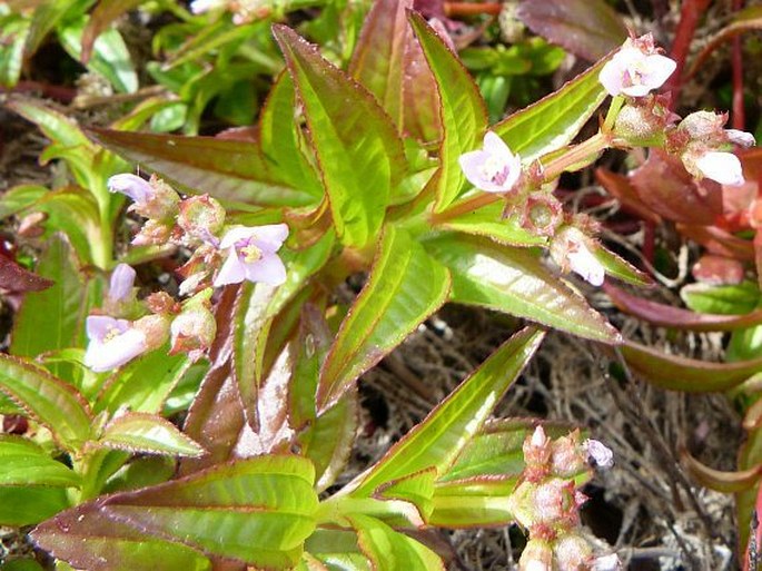 Aciotis acuminifolia