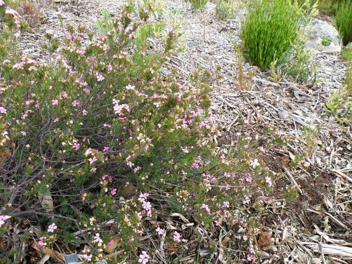 Acmadenia obtusata