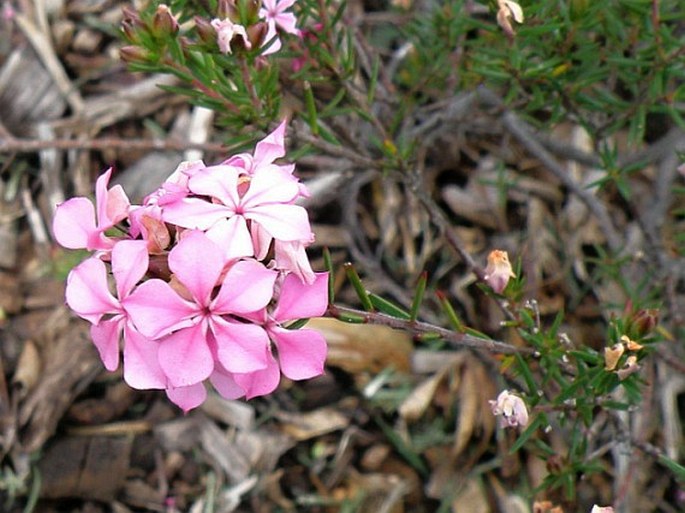 Acmadenia obtusata