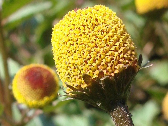 Acmella oleracea