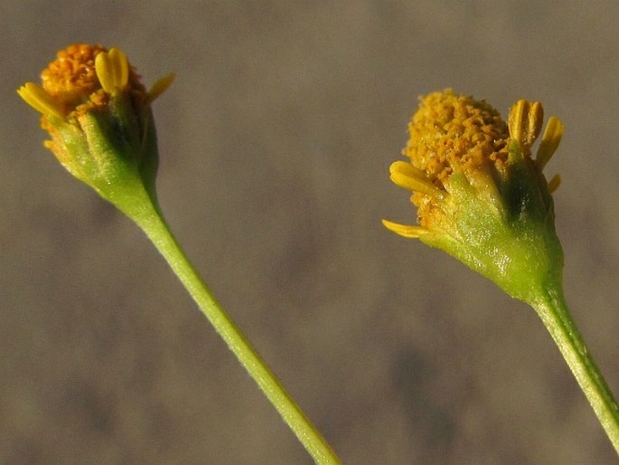 Acmella uliginosa