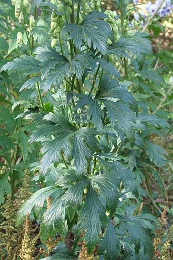 Aconitum carmichaelii