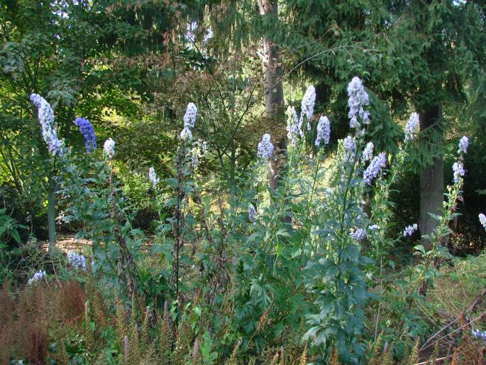 Aconitum carmichaelii