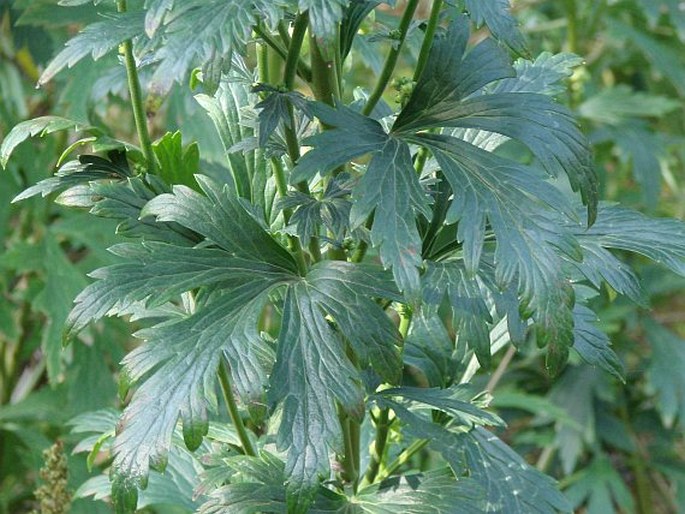 Aconitum carmichaelii