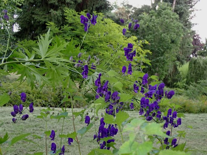 Aconitum henryi