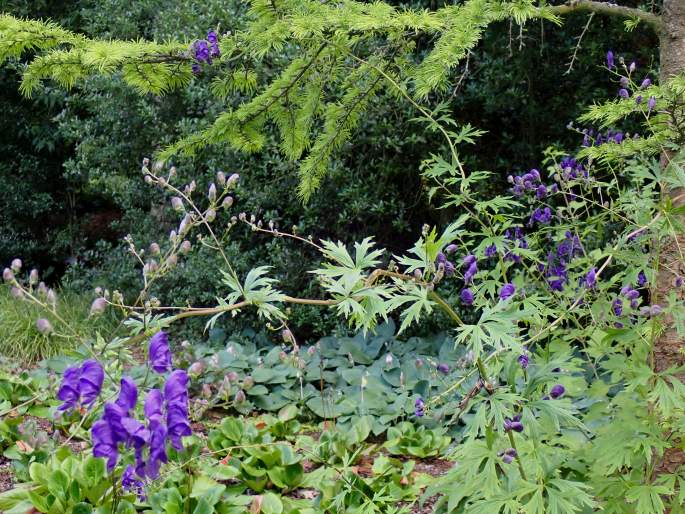 Aconitum henryi