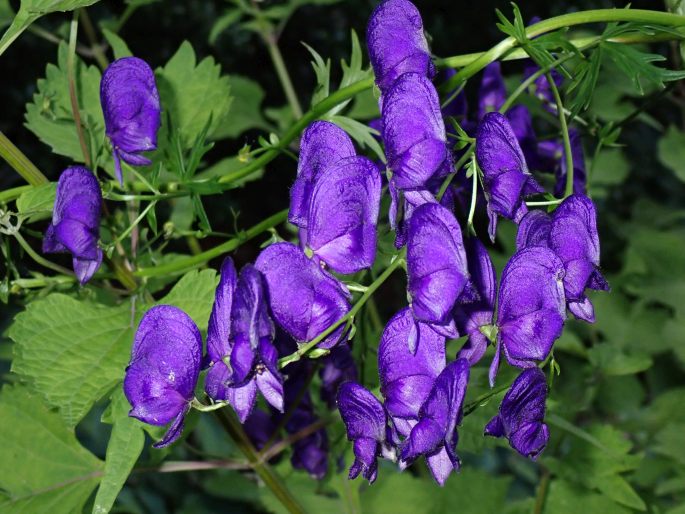 Aconitum henryi