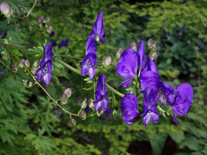 Aconitum henryi