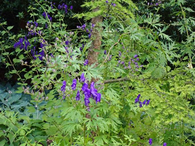 Aconitum henryi