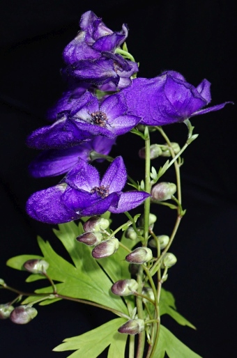 Aconitum henryi