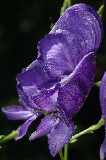 Aconitum henryi