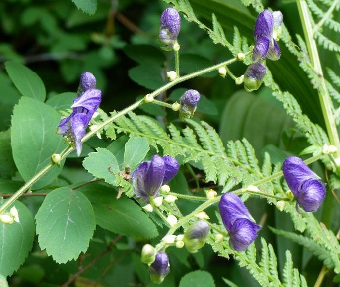 ACONITUM COLUMBIANUM subsp. VIVIPARUM (Greene) Brink - oměj / prilbica