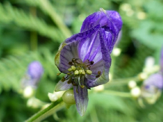 Aconitum columbianum subsp. viviparum