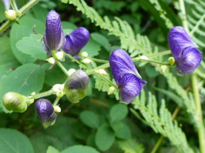 Aconitum columbianum subsp. viviparum