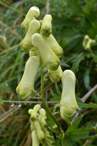 Aconitum lycoctonum subsp. neapolitanum