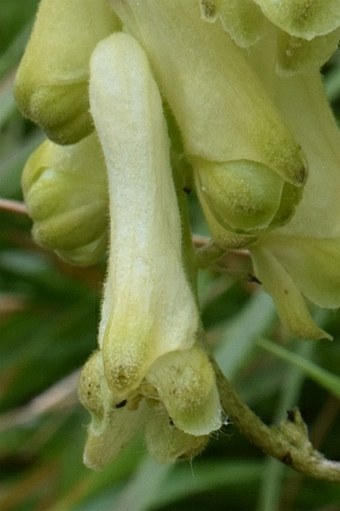 Aconitum lycoctonum subsp. neapolitanum