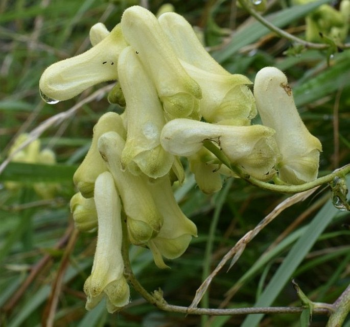 ACONITUM LYCOCTONUM subsp. NEAPOLITANUM (Ten.) Nyman – oměj / prilbica