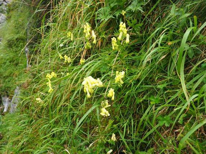 Aconitum lycoctonum subsp. neapolitanum