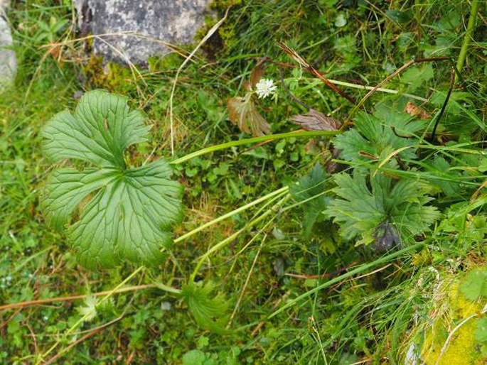 Aconitum lycoctonum subsp. neapolitanum