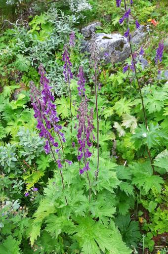 Aconitum septentrionale