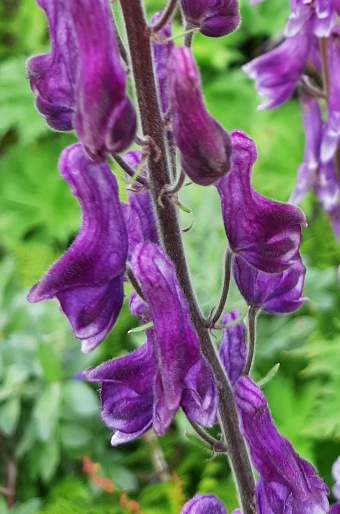 Aconitum septentrionale