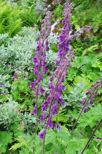 Aconitum septentrionale