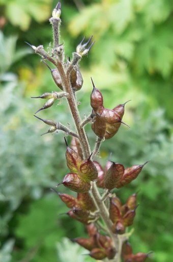 Aconitum septentrionale