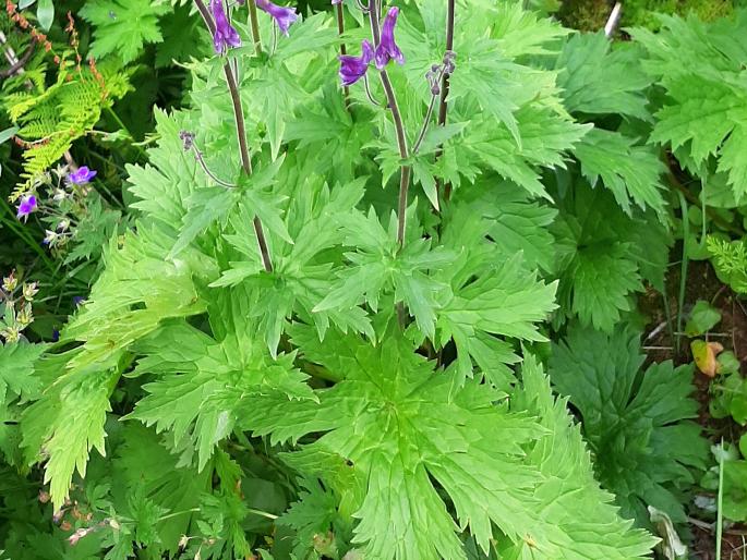 Aconitum septentrionale